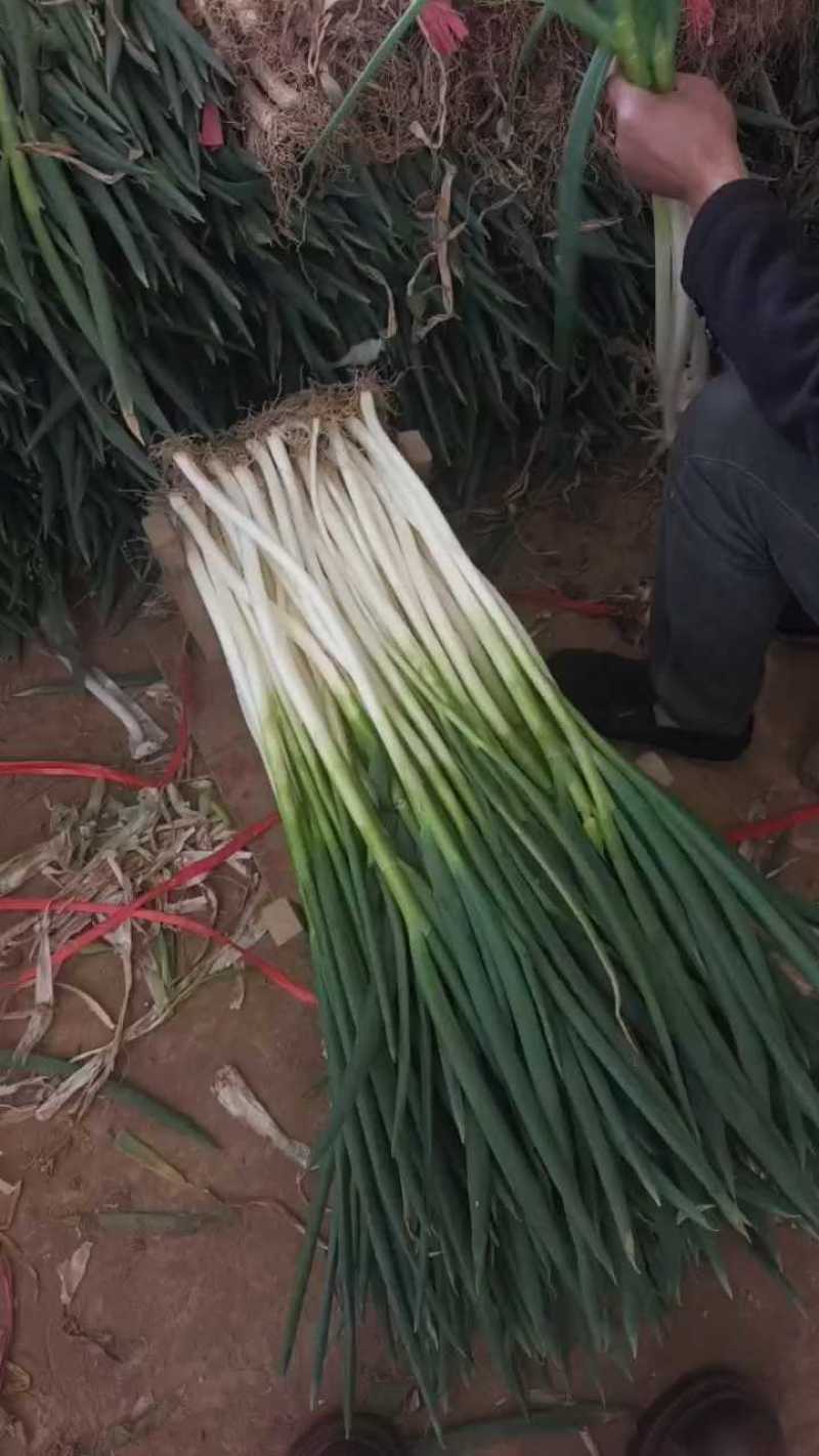 细大葱铁杆大葱基地直发保质保量价格实惠运输便利欢迎电联