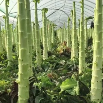 莴苣精品莴苣杆子无空心产地直供货源充足代发全国