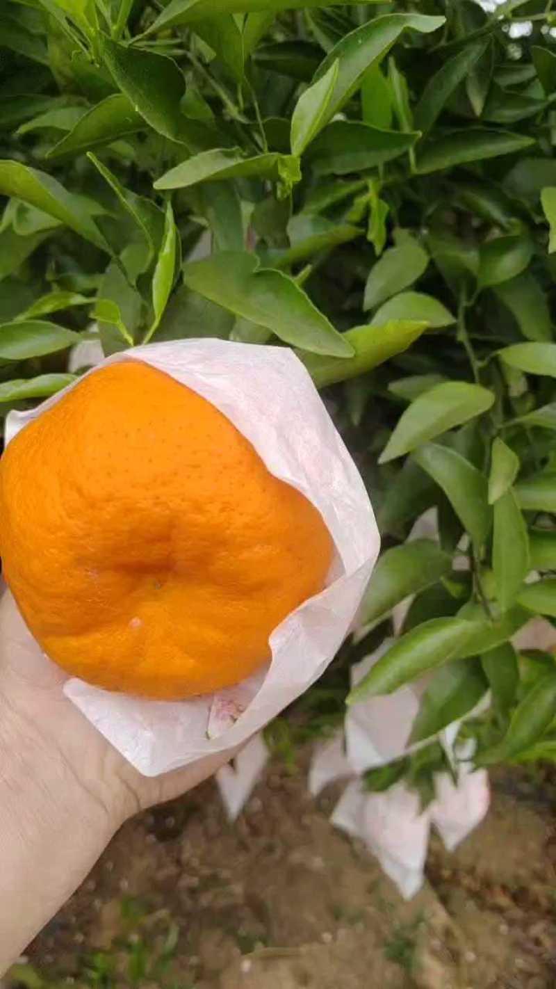 耙耙柑（春见柑桔）大量现货供应，可视频看货发全国