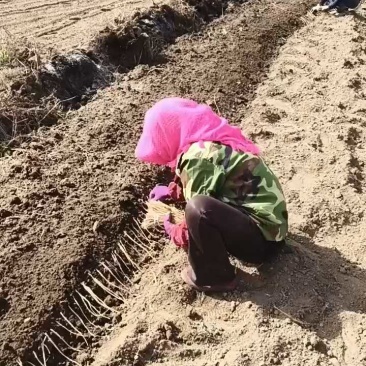 白条党参，自种自收，无任何添加，无流，货真价实，假一赔十