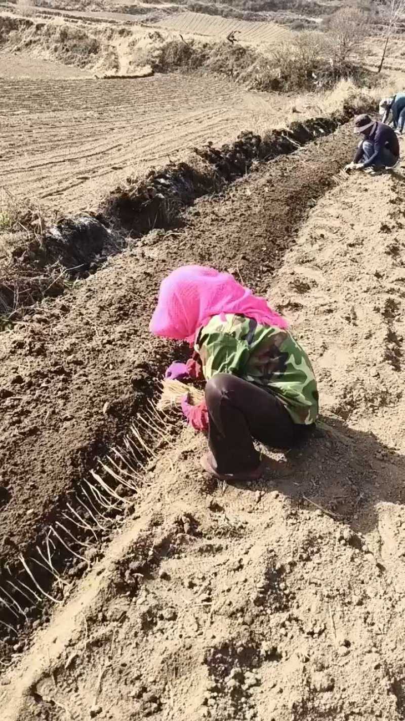 白条党参，自种自收，无任何添加，无流，货真价实，假一赔十