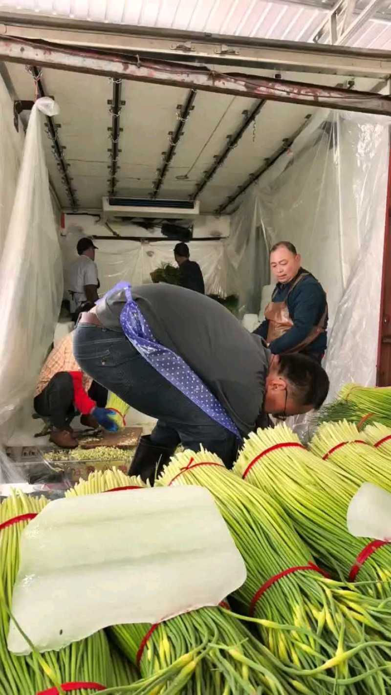 精品蒜薹上车价，两块七！