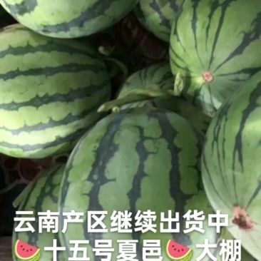 夏邑大棚麒麟无籽美都十五号以后大量上市供应中