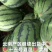 夏邑大棚麒麟无籽美都十五号以后大量上市供应中