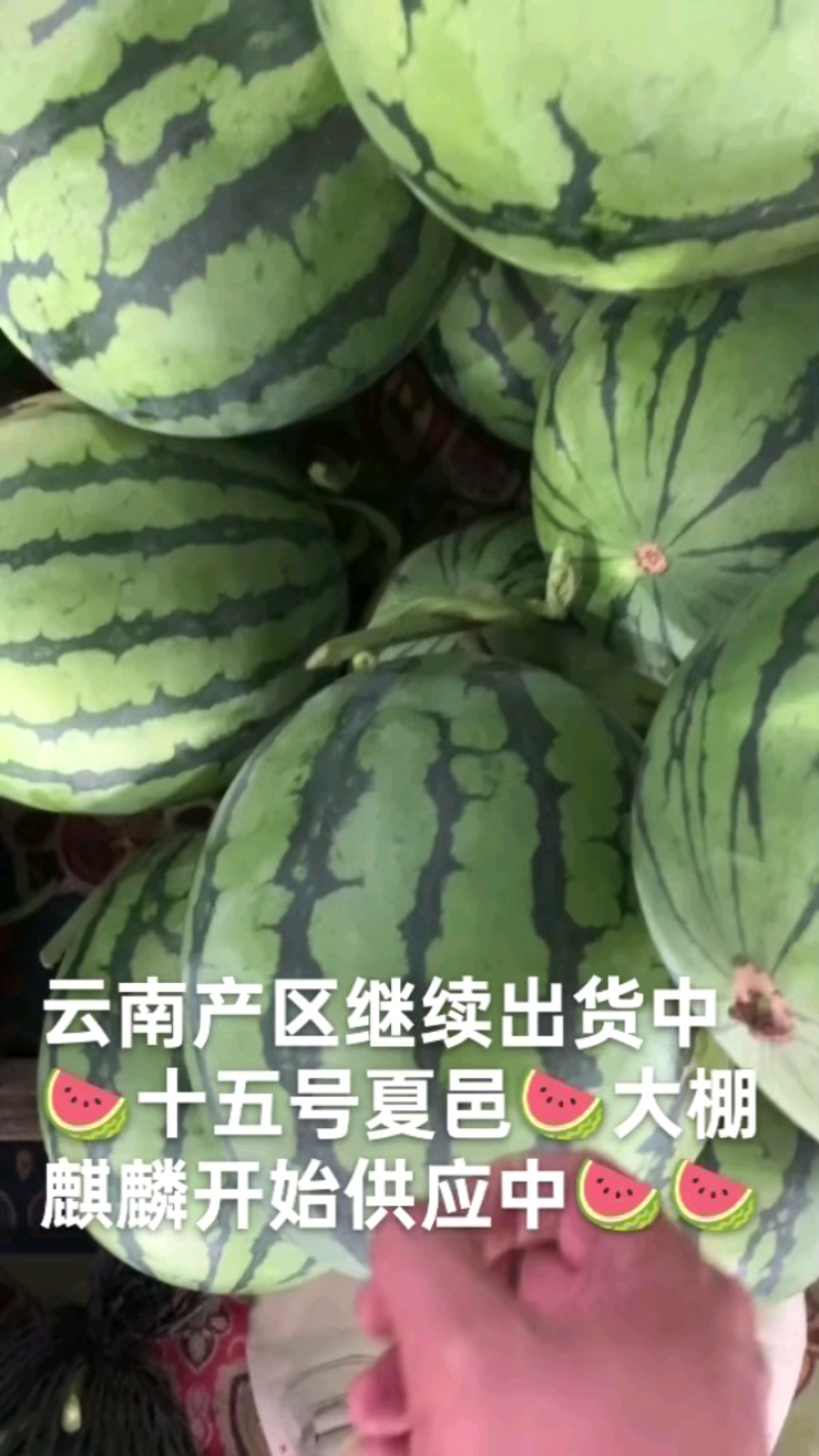 夏邑大棚麒麟无籽美都十五号以后大量上市供应中