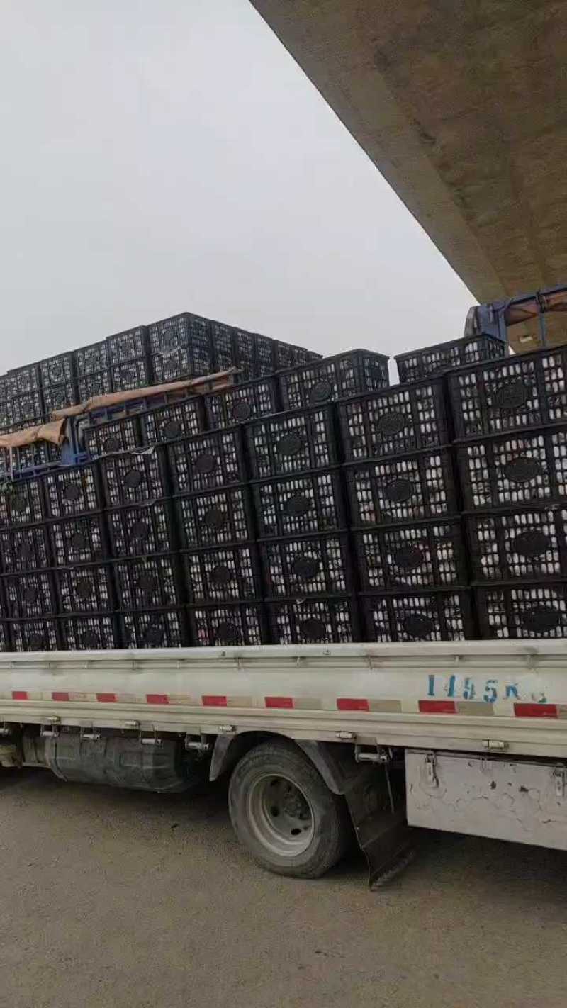 耙耙柑（春见柑桔）大量现货供应，可视频看货发全国