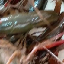 【平台精选】湖北小龙虾规格齐全货源充足欢迎联系