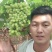 葡萄青提北极星，陆陆续续上市中，，，，，