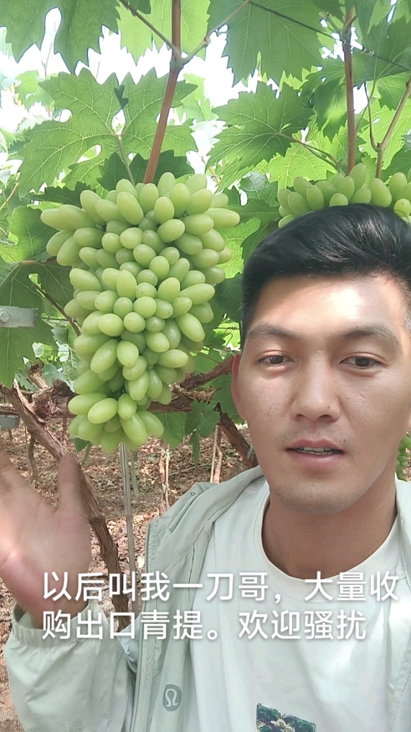 葡萄青提北极星，陆陆续续上市中，，，，，
