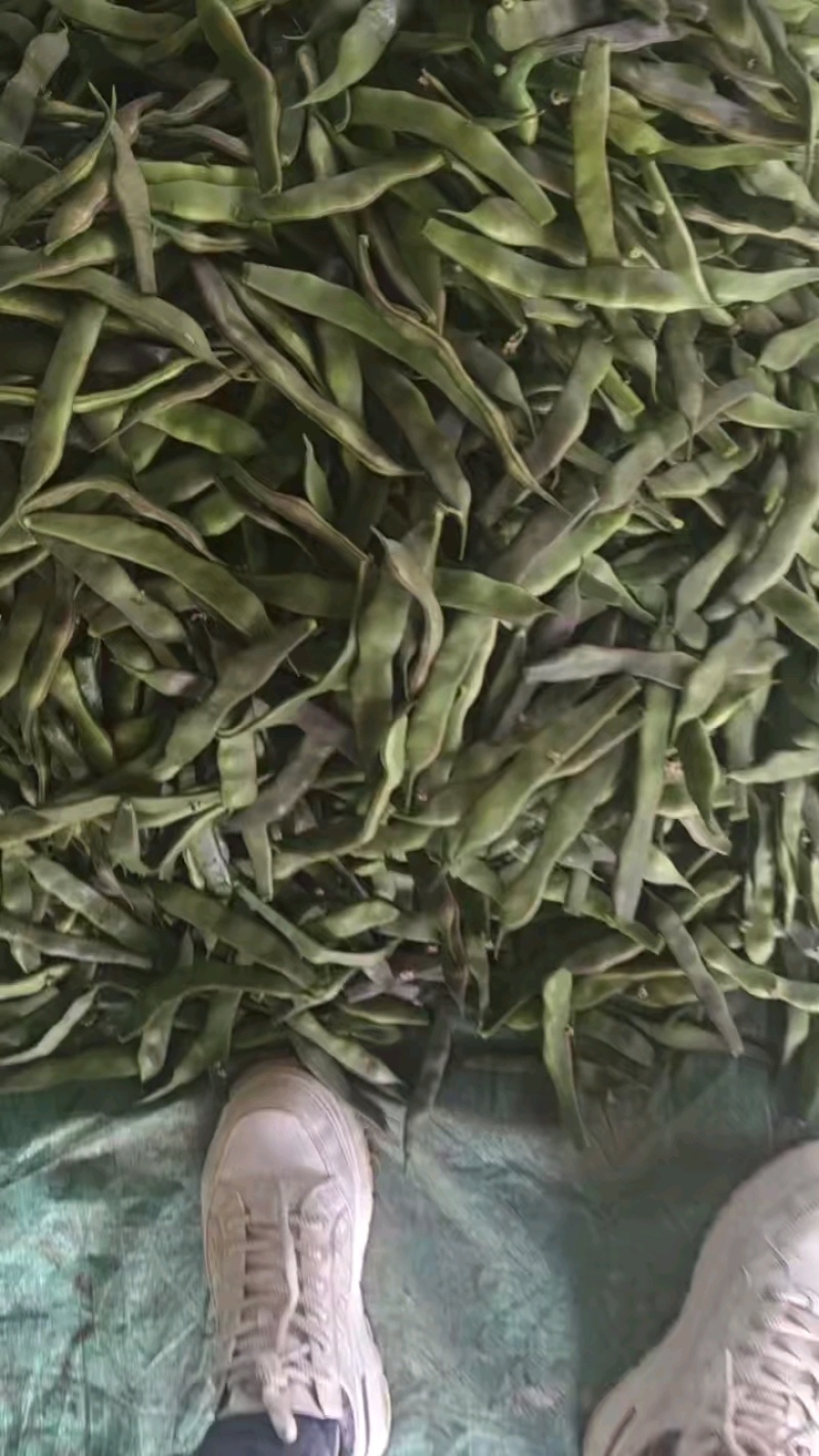 2026紫花豆角