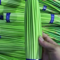 【实力店铺】红帽蒜薹精品蒜薹品质保证蒜苔全国发货