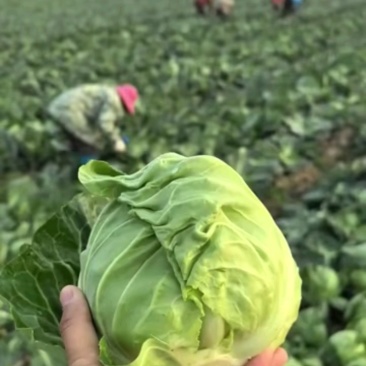 甘蓝圆包菜产地一手货源看货论价保质保量欢迎订购