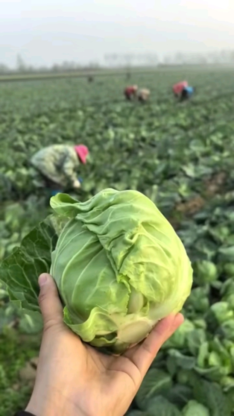 甘蓝圆包菜产地一手货源看货论价保质保量欢迎订购