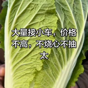 【精品娃娃菜】娃娃菜河南产地直发一条龙服务规格齐全电联优惠