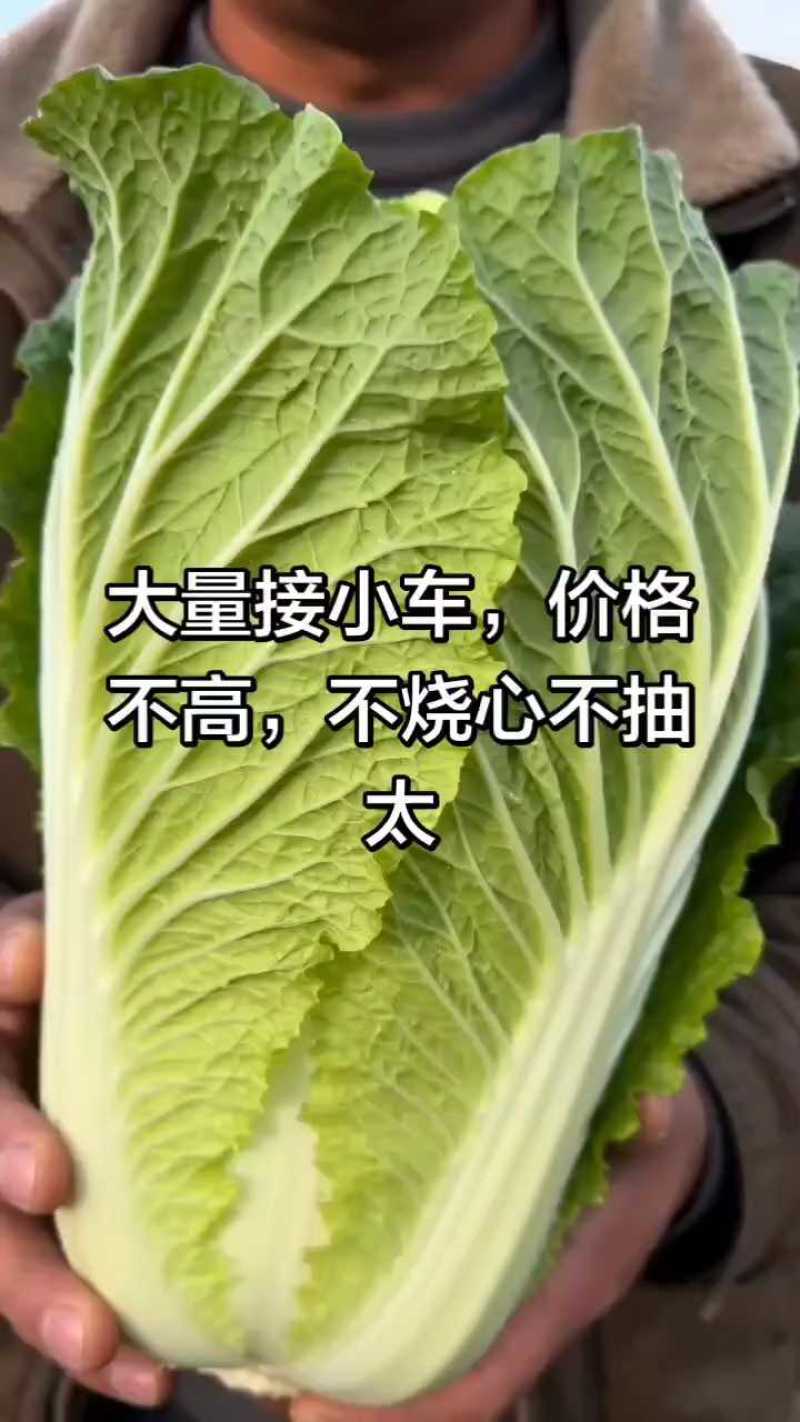 【精品娃娃菜】娃娃菜河南产地直发一条龙服务规格齐全电联优惠