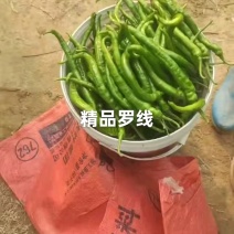 【螺线椒】螺线椒广西精品线辣椒产地直供一手货源