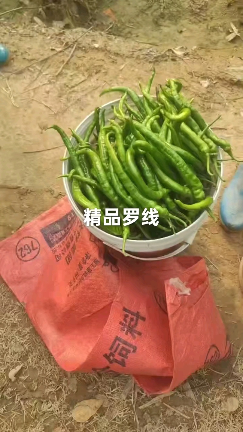 【螺线椒】螺线椒广西精品线辣椒产地直供一手货源