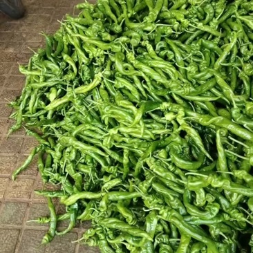 精品陇椒产地直发价格电议对接全国诚信经营