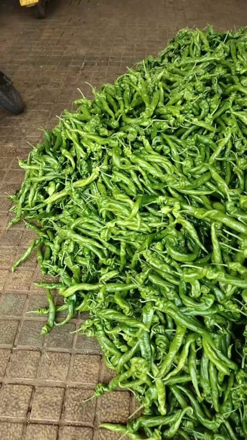 精品陇椒产地直发价格电议对接全国诚信经营