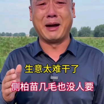 侧柏/侧柏苗/侧柏基地/侧柏苗批发/侧柏苗价格/侧柏小苗