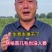 侧柏/侧柏苗/侧柏基地/侧柏苗批发/侧柏苗价格/侧柏小苗