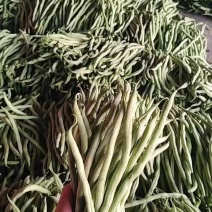 山东无筋豆大量上市，产地发货，代发全国，保质保量