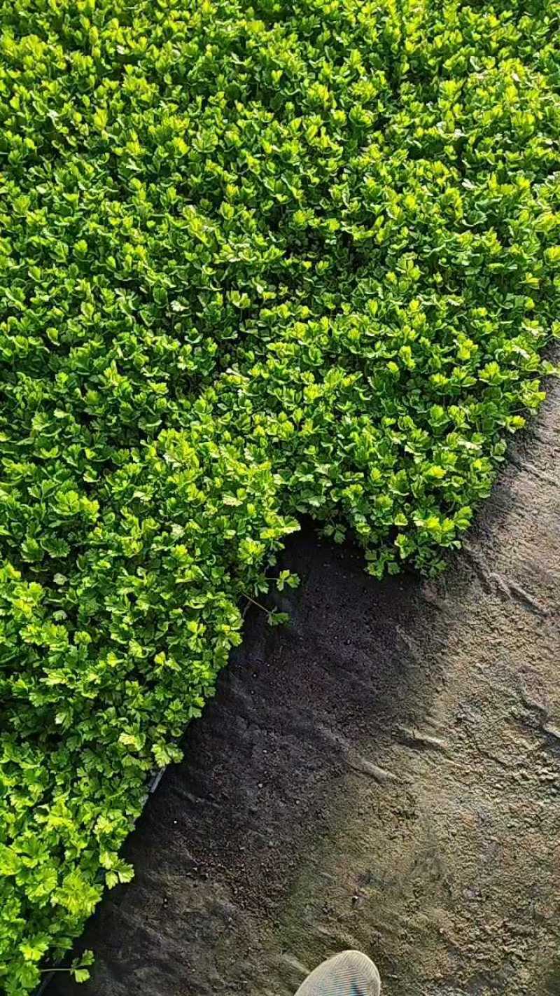精品芹菜苗产地直发成活率高支持视频看货欢迎来电洽谈