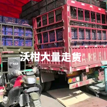 《正宗沃柑》重庆柑橘大量上市基地直发保质保量一条龙服务