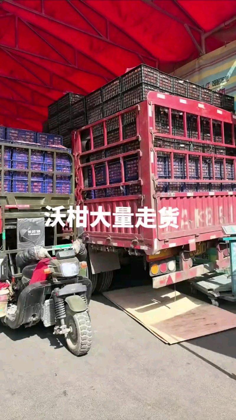 《正宗沃柑》重庆柑橘大量上市基地直发保质保量一条龙服务
