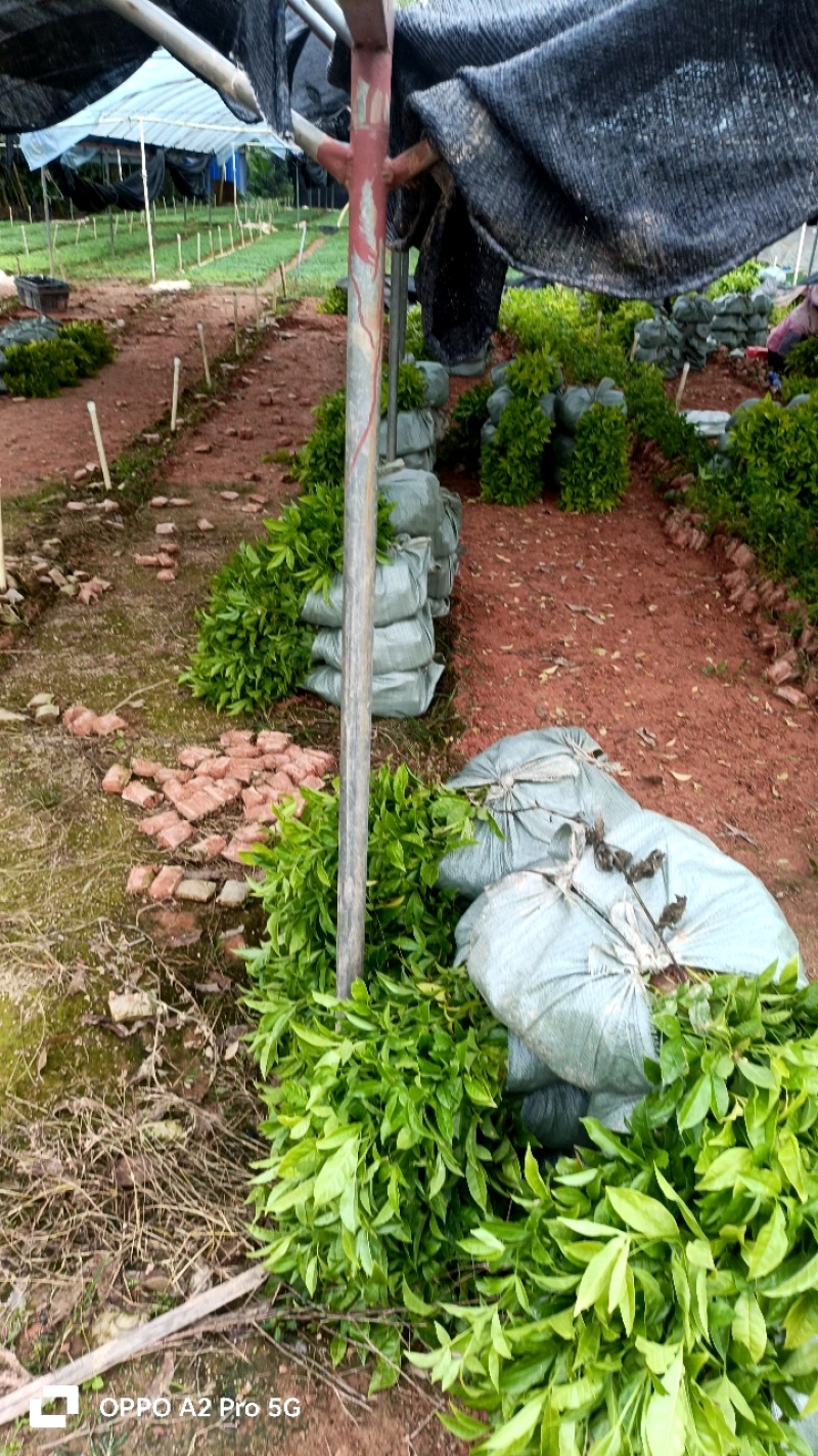 三叉苦杯苗钦州基地直发规格齐全保质保量供货