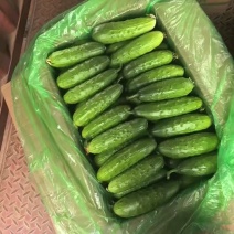 [优选]水果黄瓜黄瓜产地直供保质保量欢迎订购