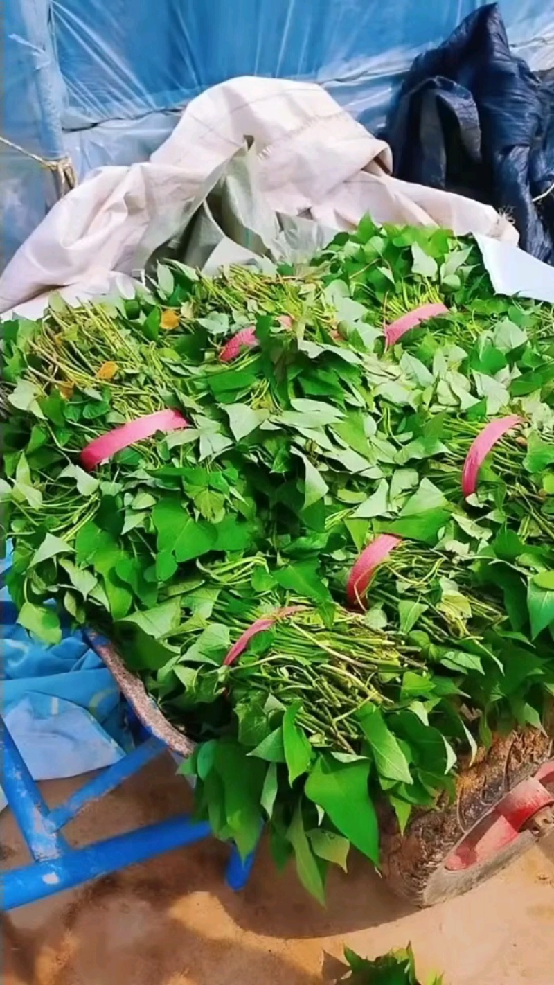 红薯苗西瓜红红薯苗商薯19红薯苗济薯26红薯苗龙薯