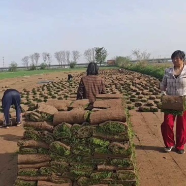 草坪果岭草，色泽好，根系发达。产地直销！