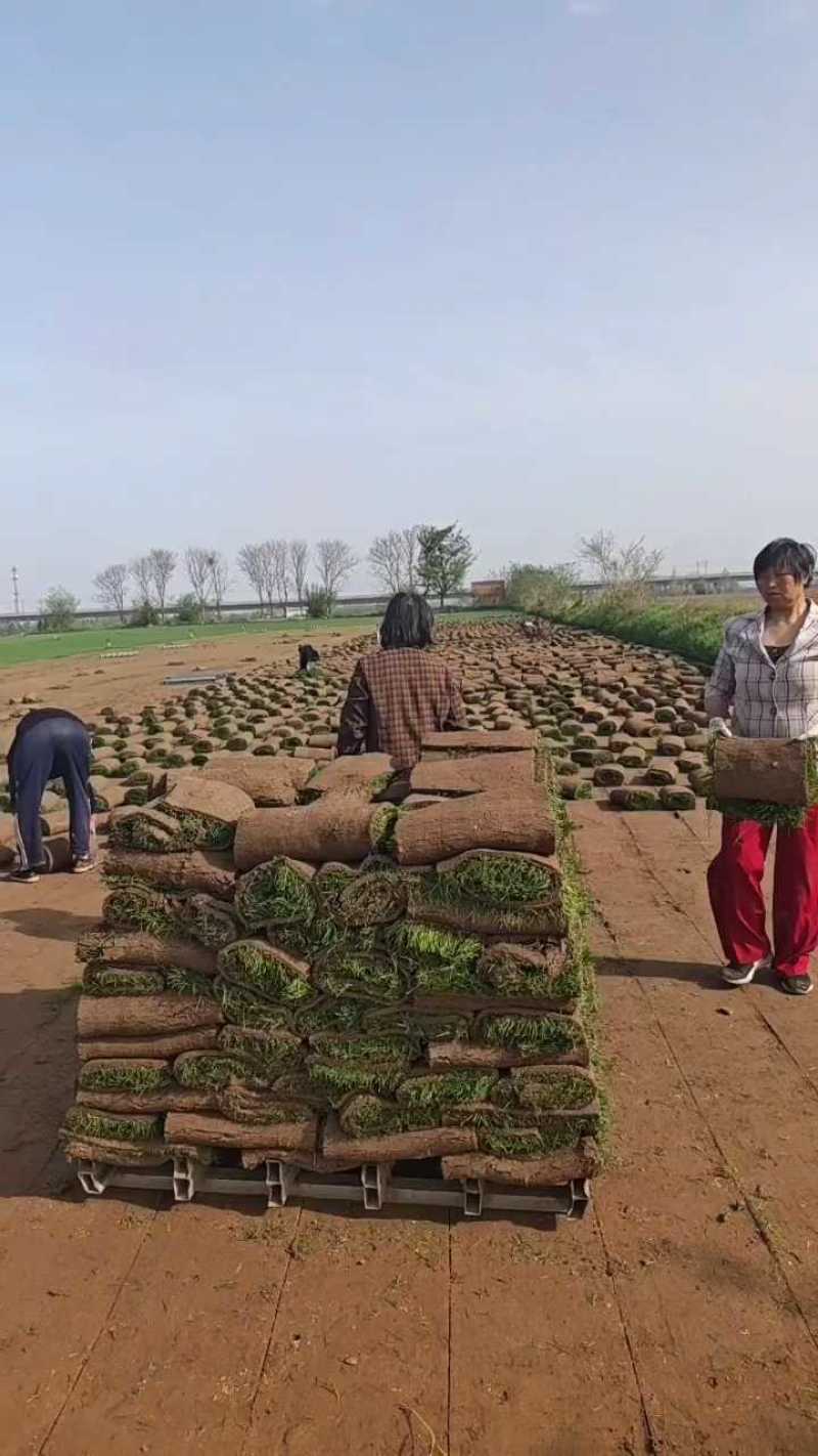 草坪果岭草，色泽好，根系发达。产地直销！