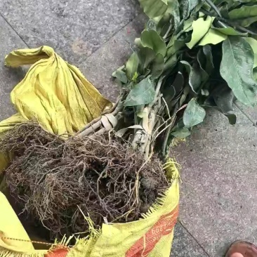 福建平和蜜柚苗。红柚苗。三红柚苗。根部很发达。