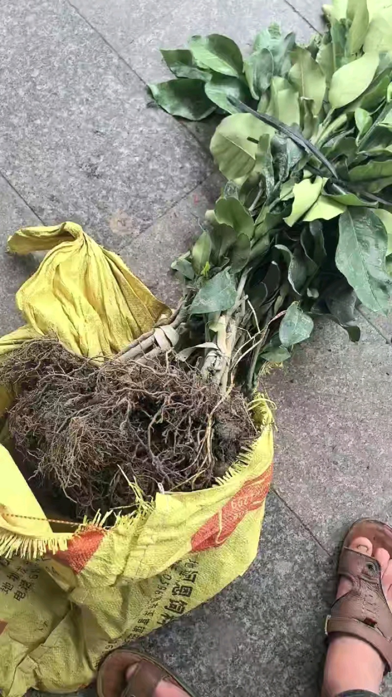 福建平和蜜柚苗。红柚苗。三红柚苗。根部很发达。