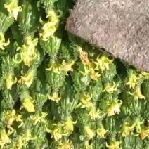 山东临沂蜜刺黄瓜大量上市，质量好，价格低，诚信经营