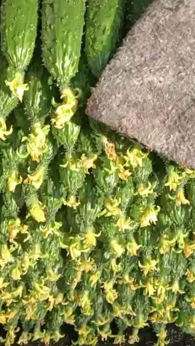 山东临沂蜜刺黄瓜大量上市，质量好，价格低，诚信经营