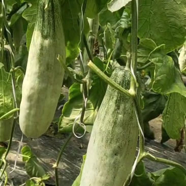 山东寿光田马羊角蜜产地，博洋72甜瓜蜜源18，蜜园十八