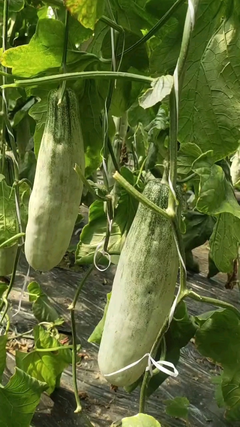 山东寿光田马羊角蜜产地，博洋72甜瓜蜜源18，蜜园十八