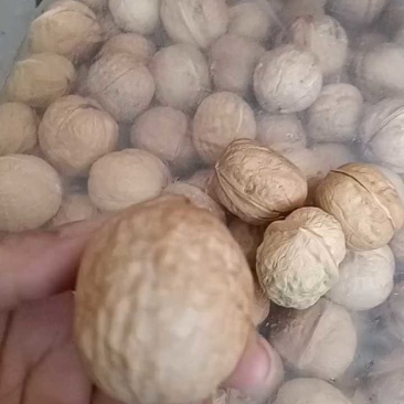 供电商社区团购新疆核桃厂家现货可做袋装可做代发