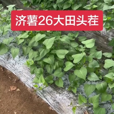 济薯苗济薯26苗济薯26号苗济薯26红薯苗济薯26号薯苗