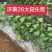 济薯苗济薯26苗济薯26号苗济薯26红薯苗济薯26号薯苗