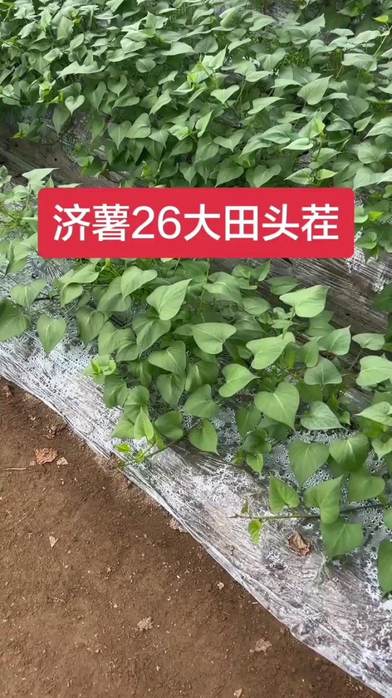 济薯苗济薯26苗济薯26号苗济薯26红薯苗济薯26号薯苗
