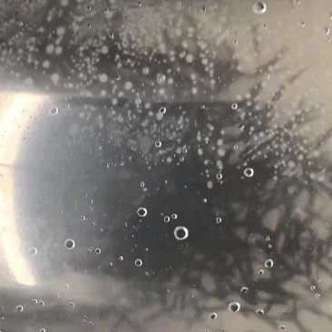 赤眼鳟鱼苗红眼鳟赤眼鱼爱跳适应性强淡水养殖食用鱼生杂食路