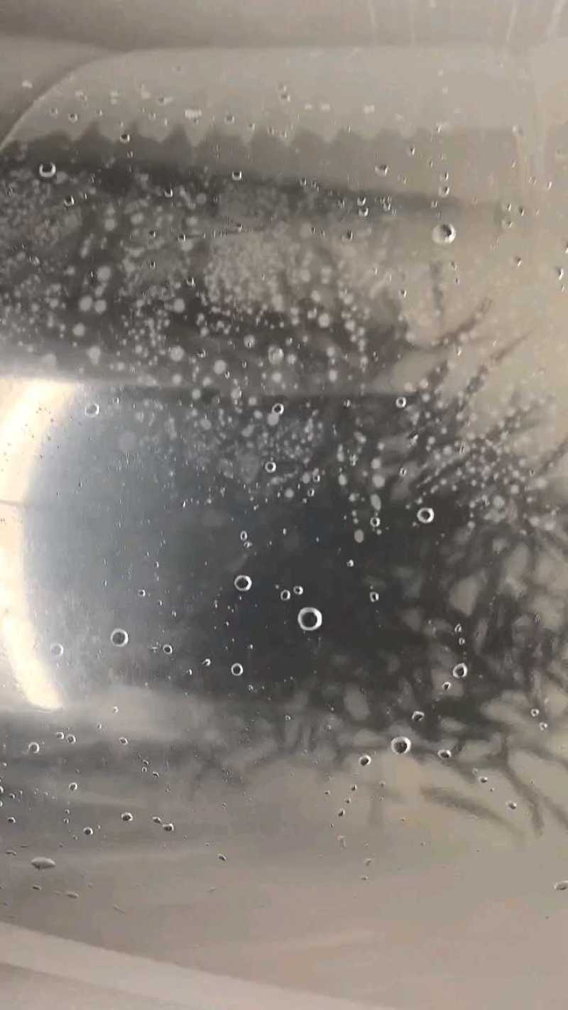 赤眼鳟鱼苗红眼鳟赤眼鱼爱跳适应性强淡水养殖食用鱼生杂食路