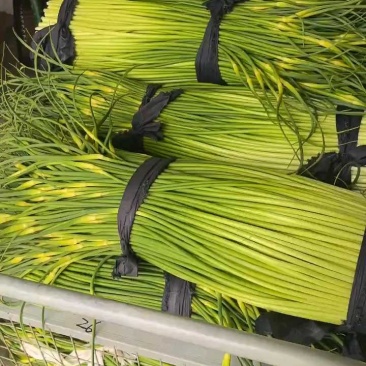 盐城大丰收购价两块八起