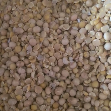 碎黄豆精品碎黄豆，包邮到家，品质优良，无霉变
