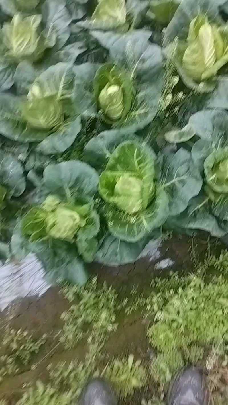 鸡心白4毛5一斤，四川绵阳产地直供