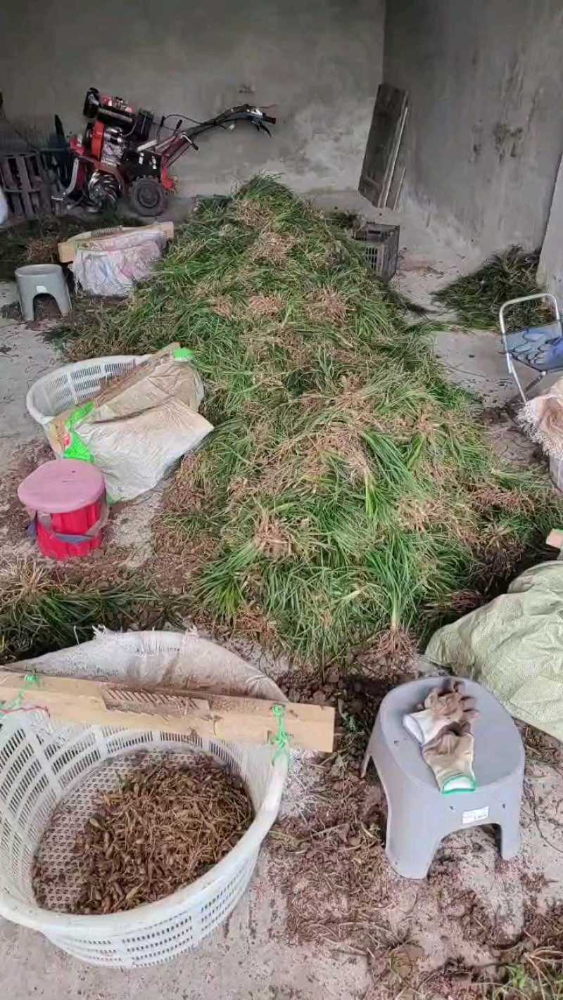 麦冬量大从优，新鲜开工中。
